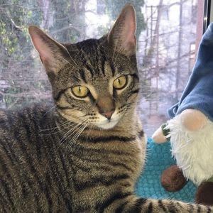 Meet your Posher, Zenjabela